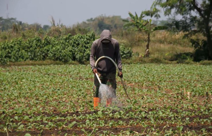 Begini cara daftar program baru Kementrian Pertanian Petani Milenial