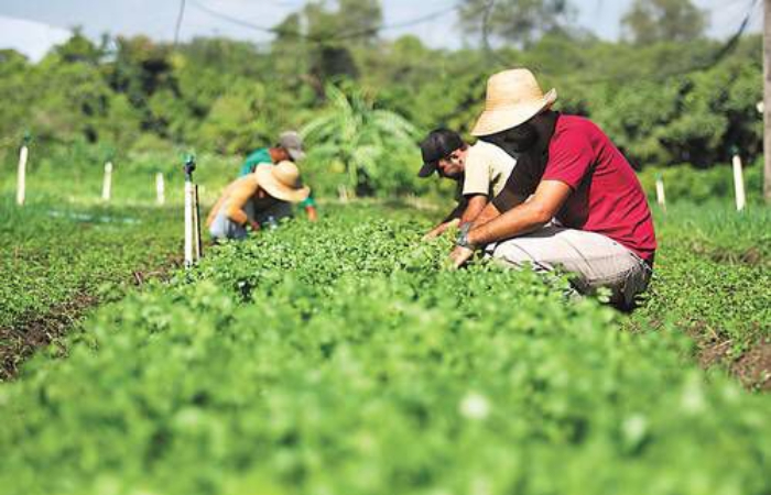Program Petani Milenial dirancang untuk menarik generasi muda, apakah Gen Z termasuk dan bisa ikut?
