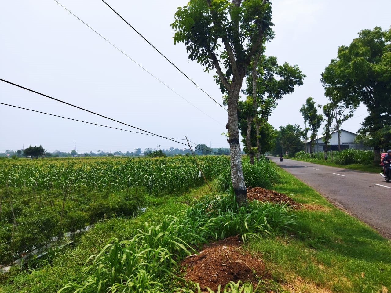 Nampak Tak Terawat:kondisi kabel kendor dengan penyangga bambu seadanya di Kecamatan Srengat