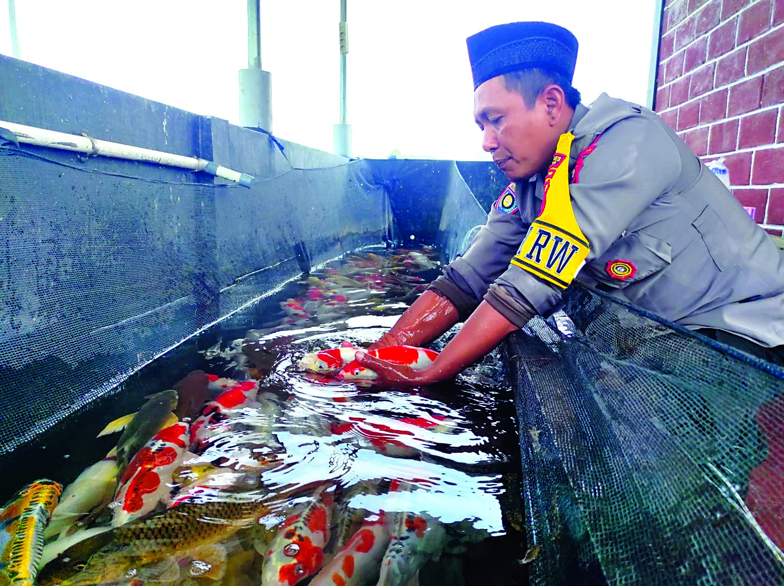 INSPIRATIF:  Kepala  SPKT Polsek  Selopuro,  Aiptu  Anang Riza  Pratama,  mengecek  ikan koinya  siap masa  panen pada  minggu ini.
