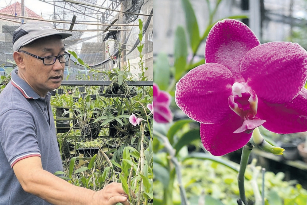 ASRI: Suwito sedang menata beraneka tanaman anggrek di green house miliknya.