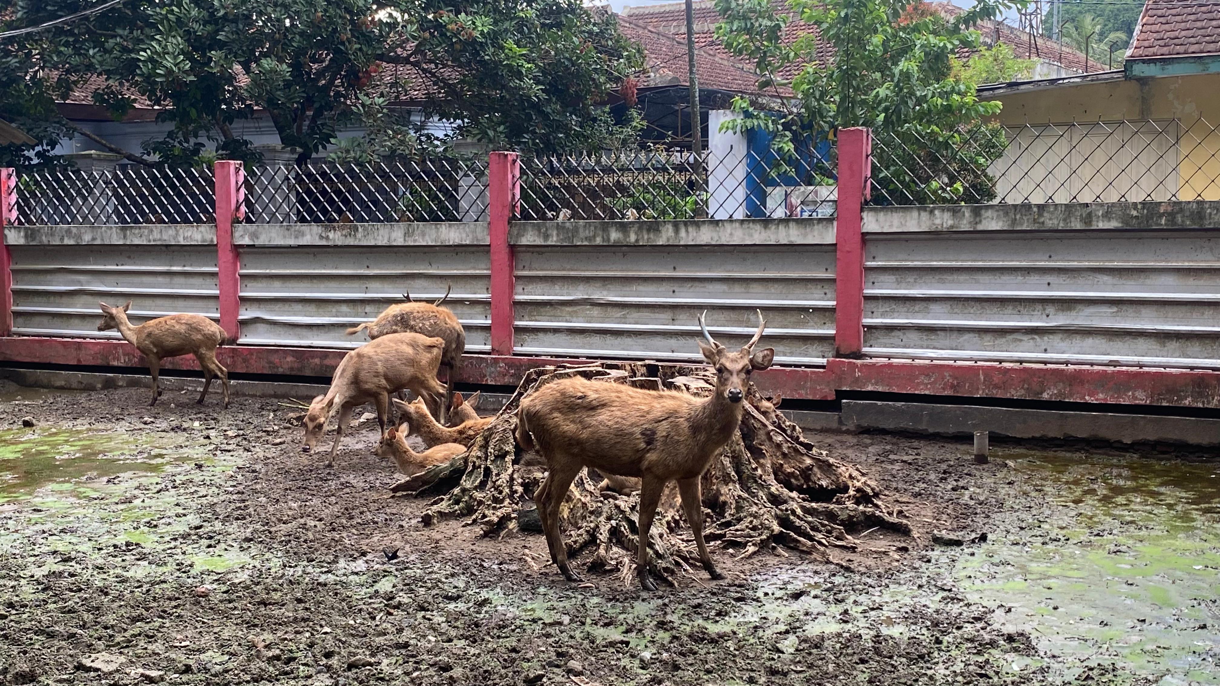 IKONIK: Salah satu hewan yang menjadi daya tarik Kebonrojo akan dikonservasi sebagian di Ecopark Joko Pangon yang saat ini dalam proses pembangunan.