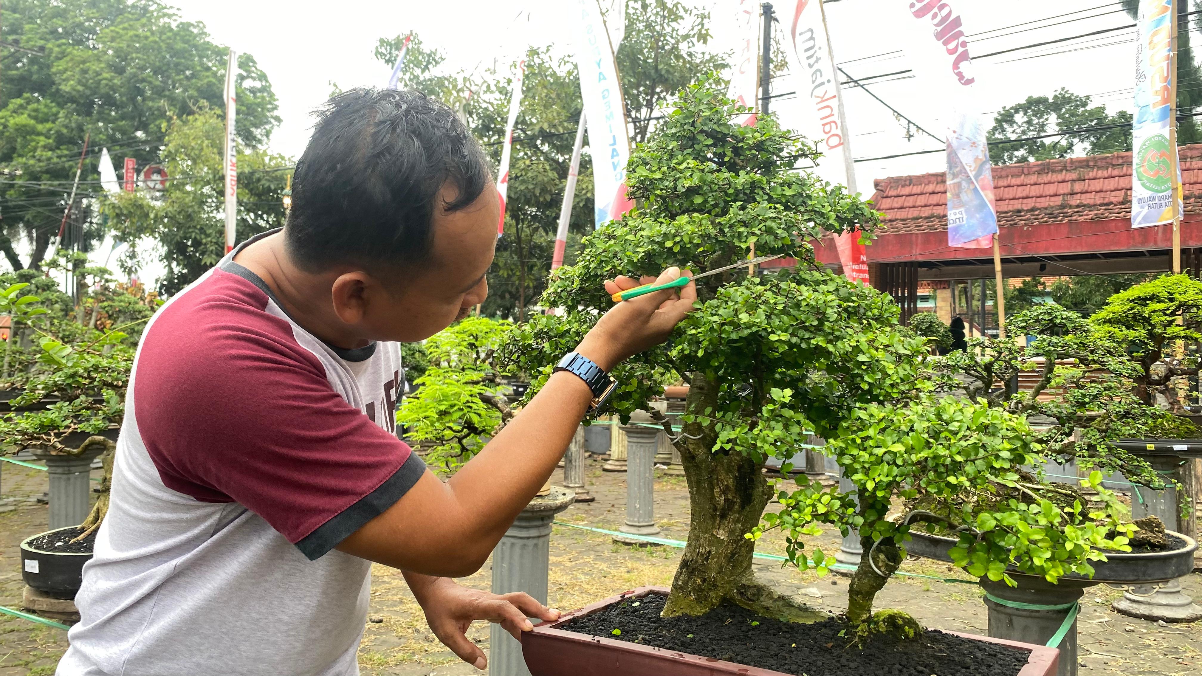 ELOK: Bonsai perlu perawatan dan penataan konsep agar indah sepanjang waktu