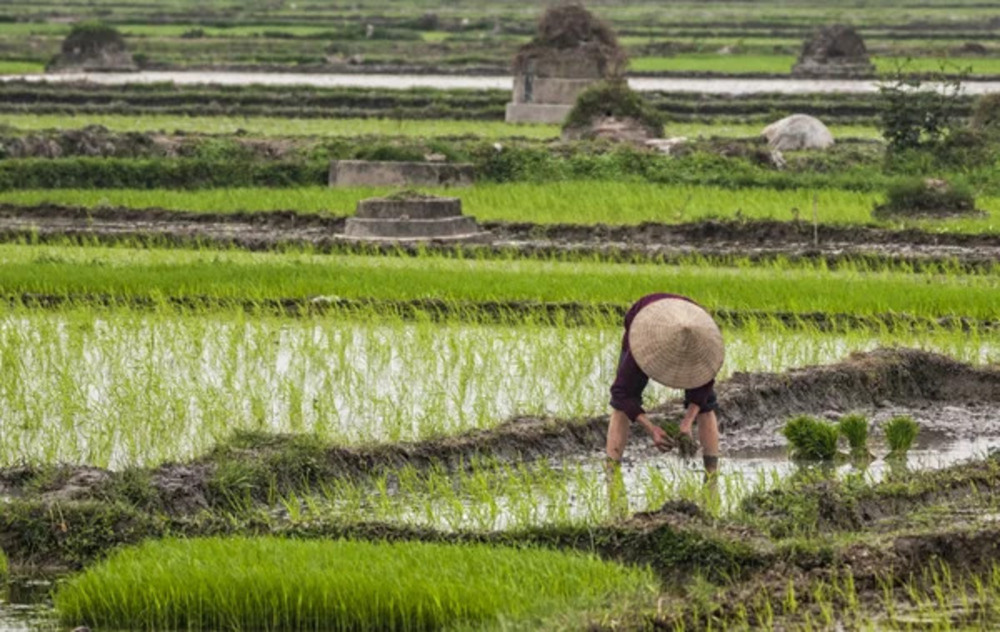 Pemerintah Kabupaten (Pemkab) Blitar menargetkan tahun depan ada lahan tanam padi sekitar 42 ribu hektare (ha).