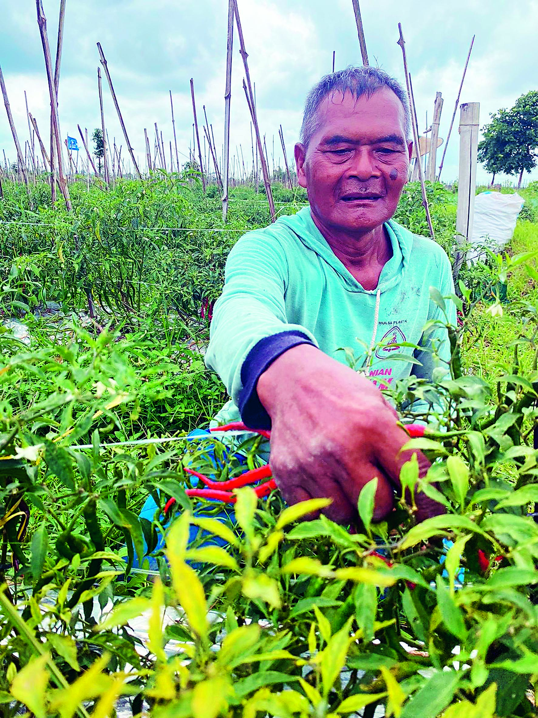 SEMRINGAH: Petani cabai musim tanam kali ini tetap menuai panen optimal meski kemarau panjang.