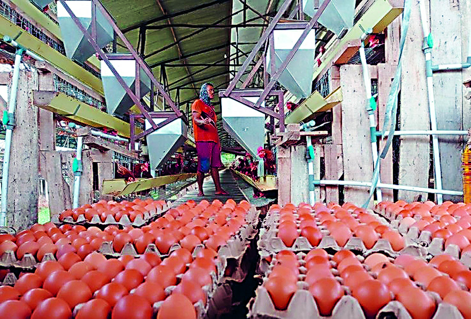 STABIL: Peternak sedang memberi pakan ayam petelurnya.