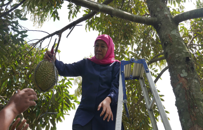 PELUANG: Gubernur Jawa Timur terpilih, Khofifah Indar Parawansa, ketika memetik durian di Blitar, Jumat (27/12).
