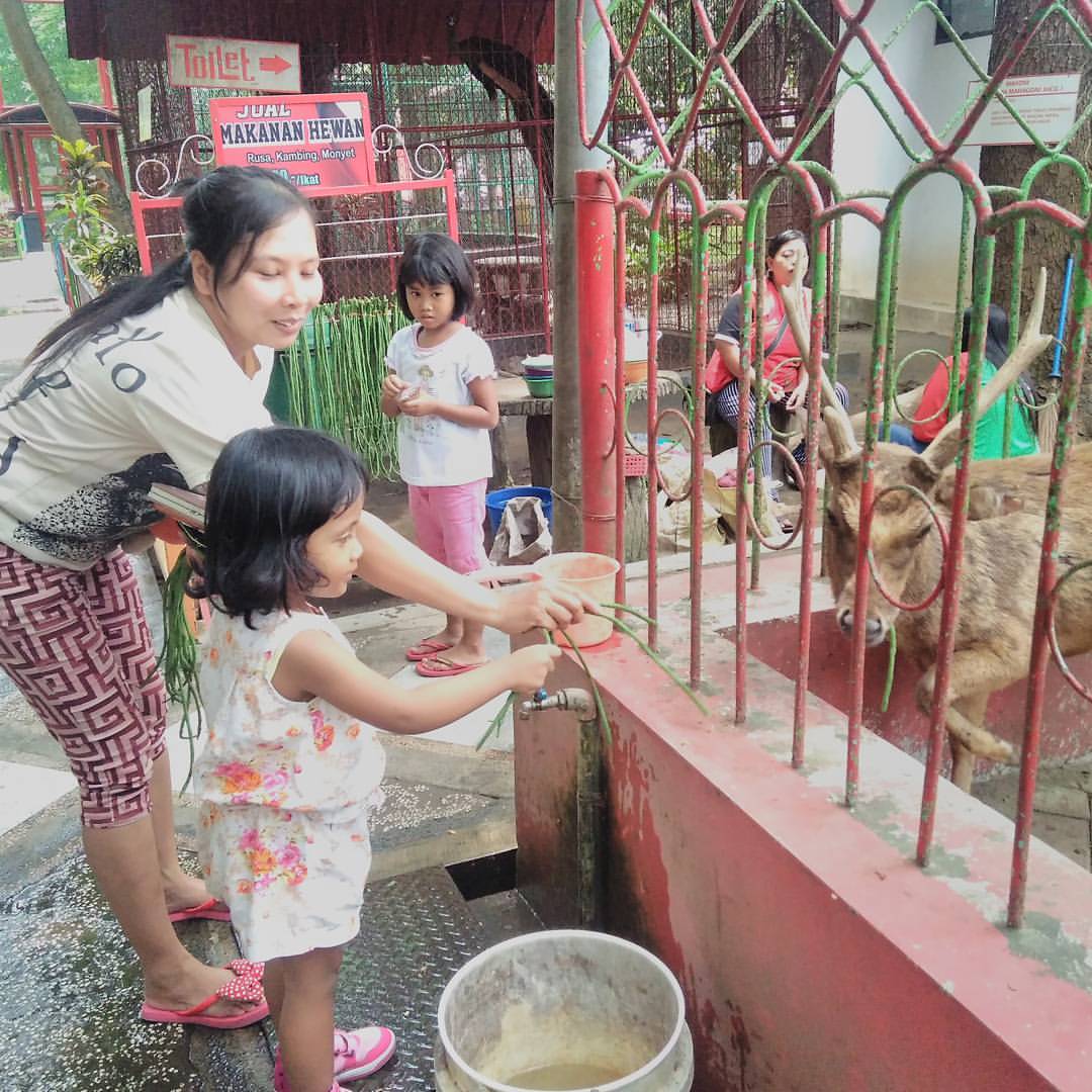 DEMI KEAMANAN: Memberi Makan Rusa di Kebon Rojo Blitar.