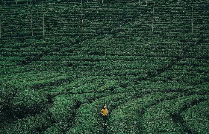 Hamparan Teh di Perkebunan Sirah Kencong, Blitar