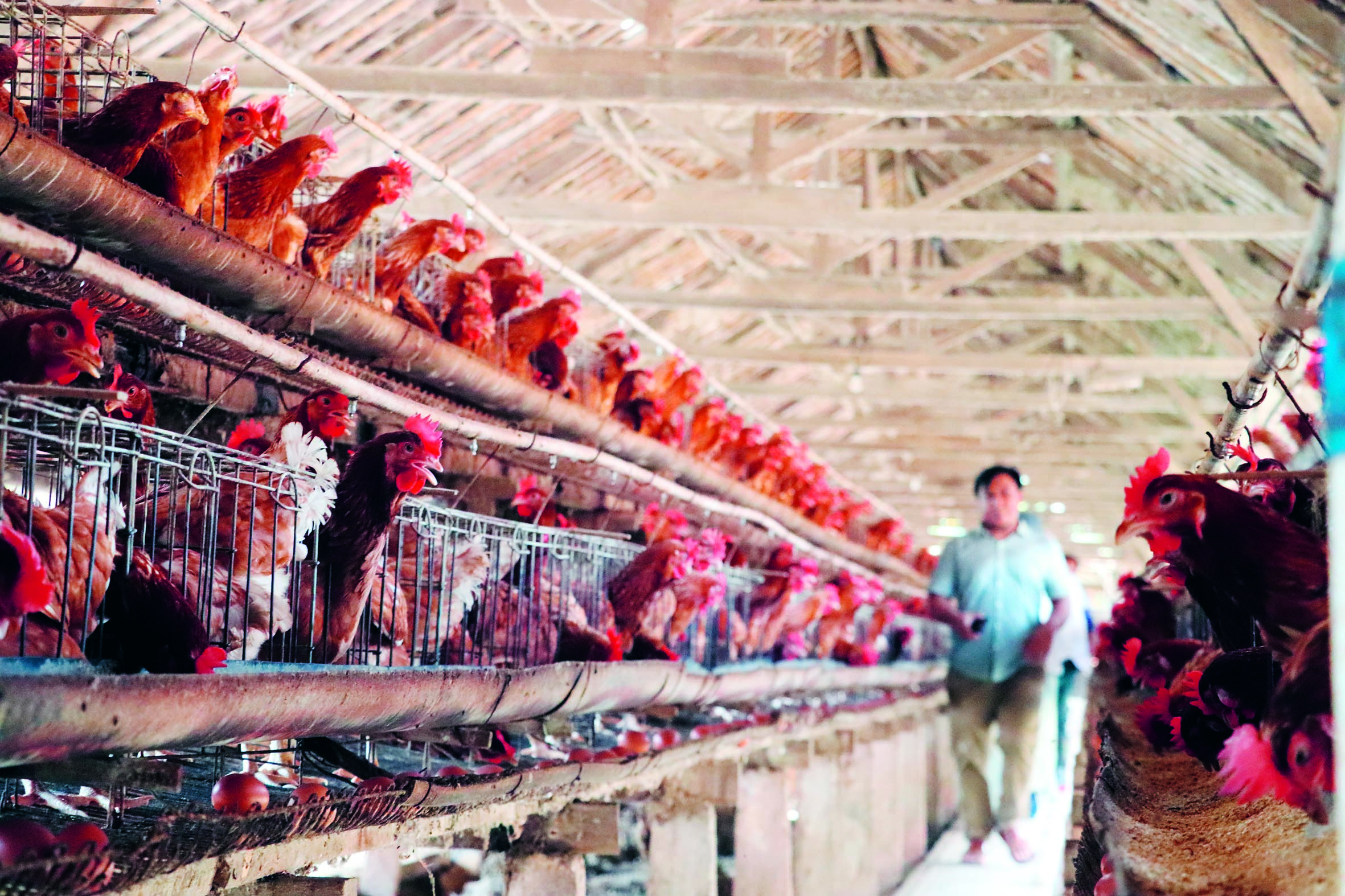 SIAP SUPLAI: Peternak ayam petelur di Blitar siap menyuplai kebutuhan telur untuk menu MBG.