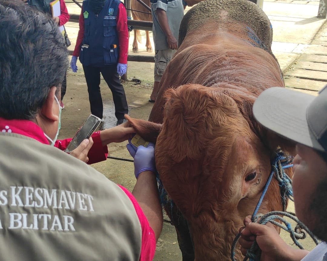 Petugas kesehatan hewan dari DKPP Kota Blitar memeriksa sapi milik pedagang yang dijual di Pasar Dimoro, Kamis (9/1/2025).