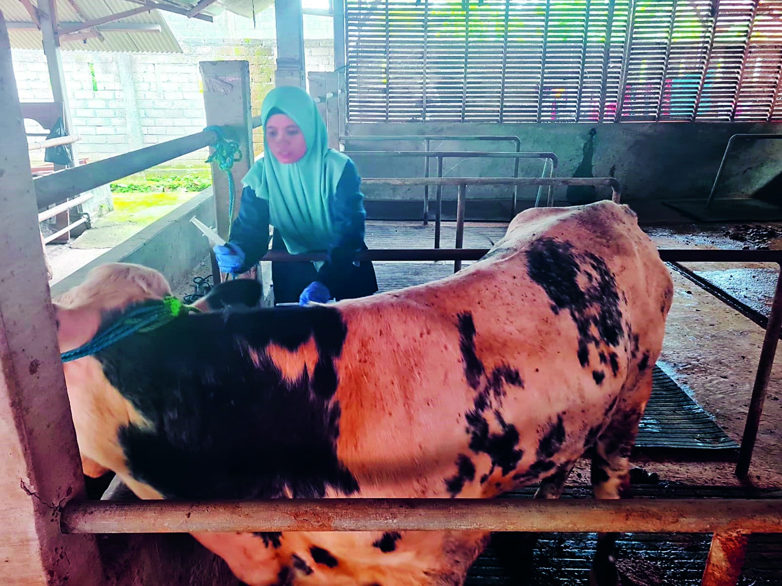 ANTISIPASI: Petugas kesehatan hewan sedang memberikan layanan vaksin PMK kepada sapi milik warga.