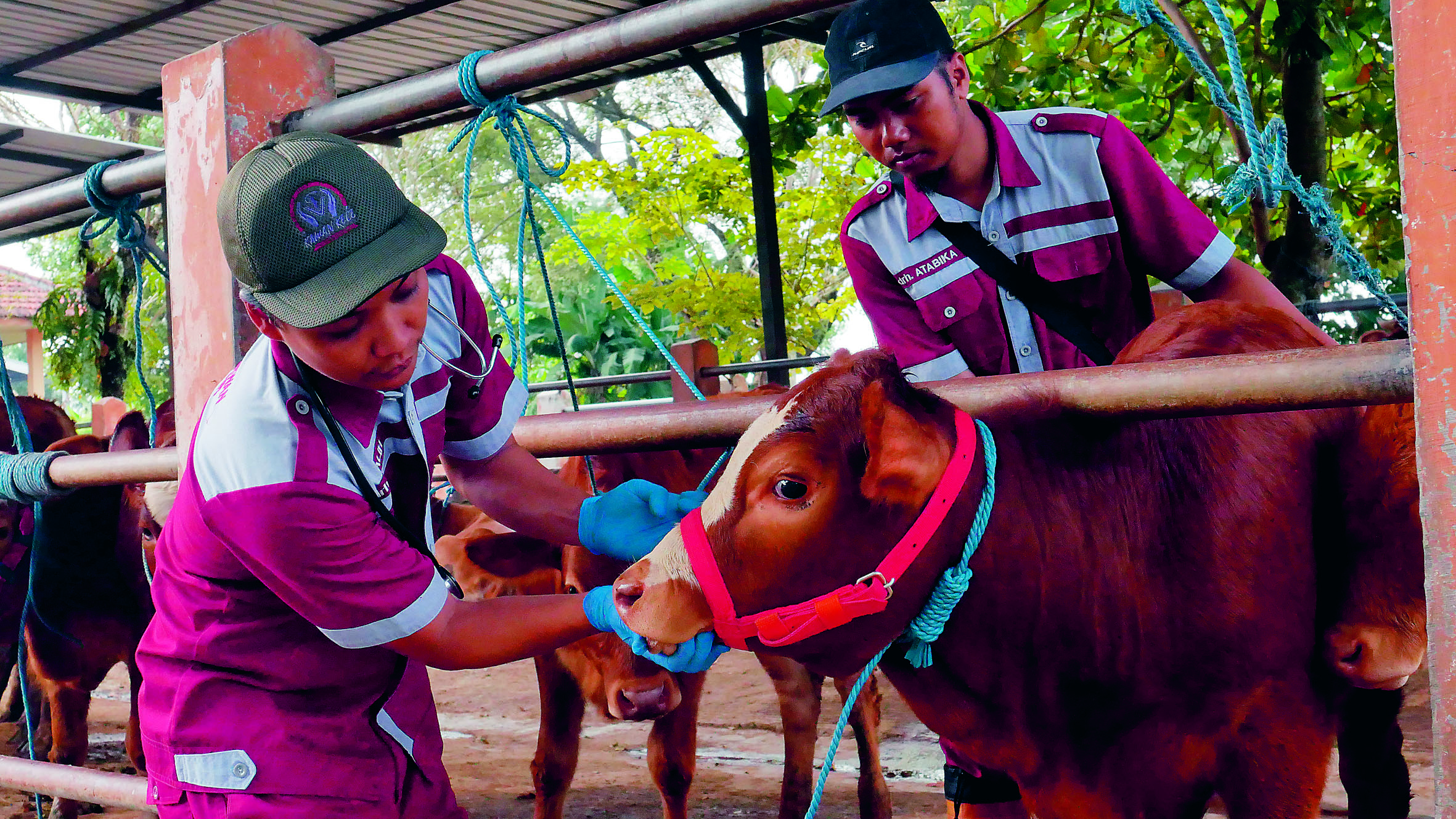 CEK KONDISI: Pemeriksaan kondisi kesehatan sapi di Pasar Hewan Wlingi, Kabupaten Blitar, Selasa (14/1/2025).