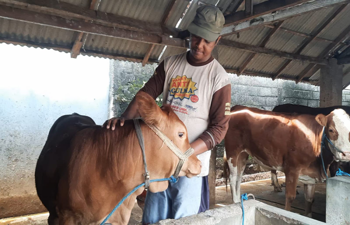 PERAWATAN: Suheri Efendi memberikan ramuan jamu tradisional kepada beberapa ternak sapi miliknya Kamis (16/1).