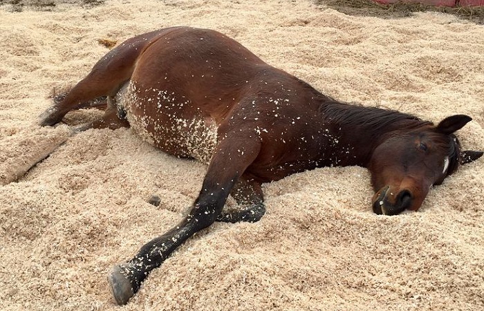 Ilustrasi Dead Horse Theory, Dead Horse Theory atau Teori Kuda Mati adalah metafora satir yang menggambarkan sebuah individu, lembaga maupun perusahaan.