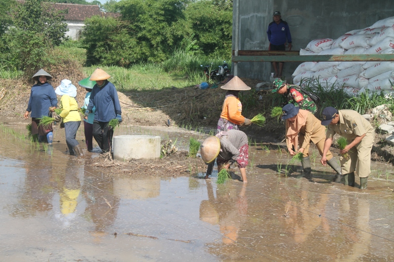 POTENSI: Petani Kabupaten Blitar menanam padi di lahan di saat musim penghujan beberapa waktu lalu.
