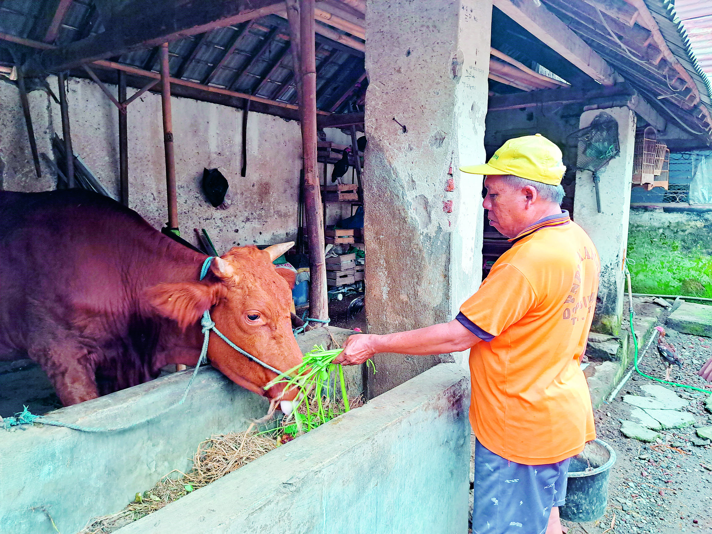 DEMI SEHAT: Petugas dengan didampingi peternak melakukan vaksinasi kepada sapi yang ada di Kecamatan Garum beberapa waktu lalu.