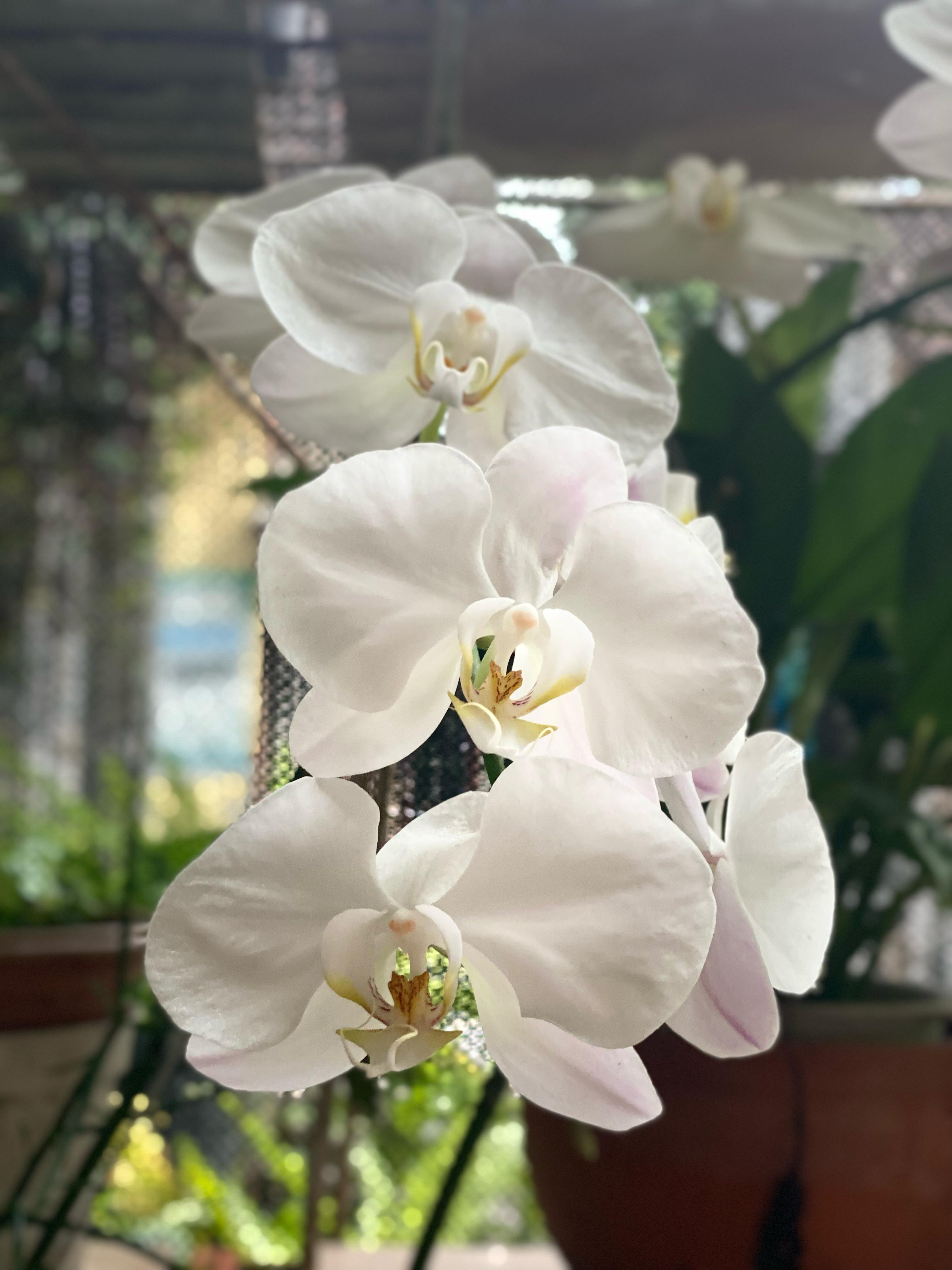 MERONA: Bunga anggrek putih dikenal sebagai simbol keindahan, kemurnian, dan keanggunan.