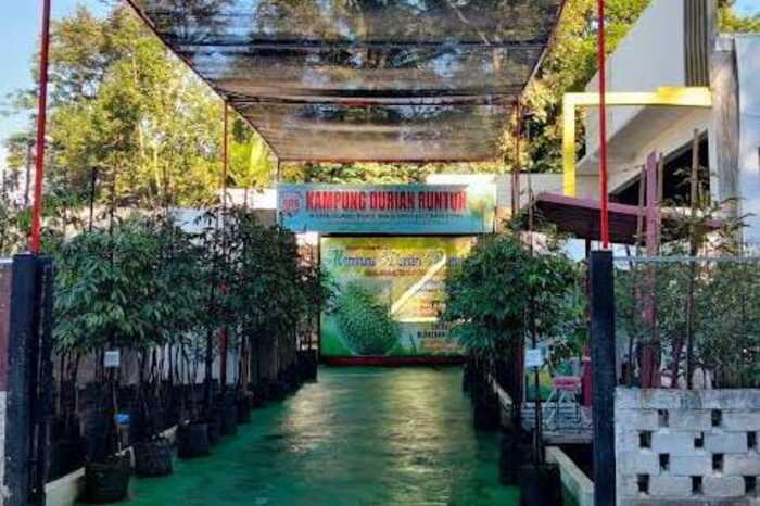 sbs kampung durian runtuh sentra budidaya durian