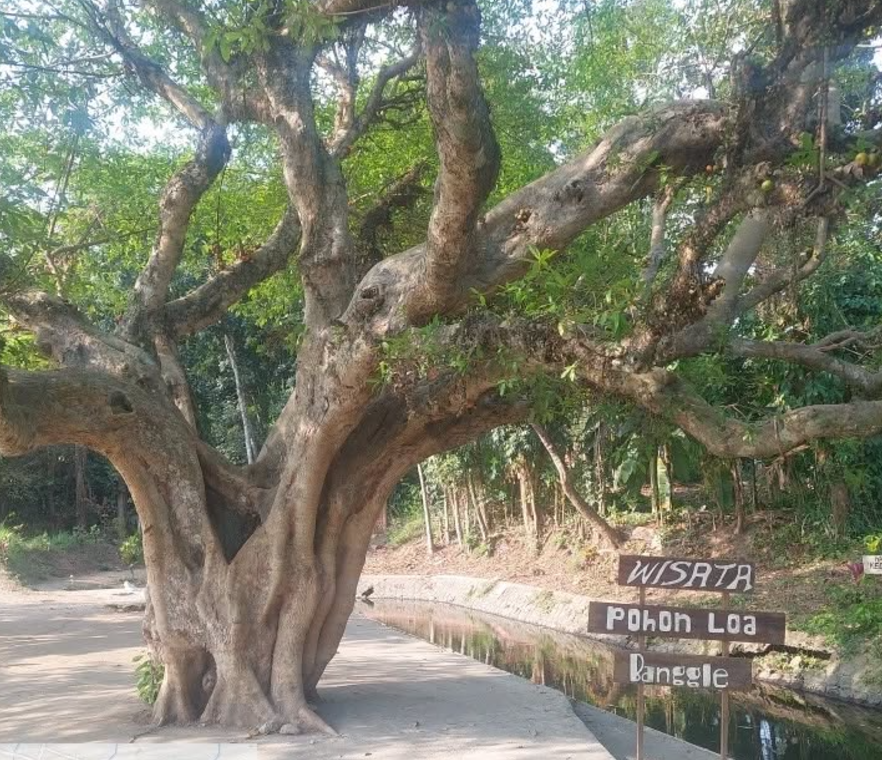 wisata pohon loa (foto by instagram/ibnu_muchlis)