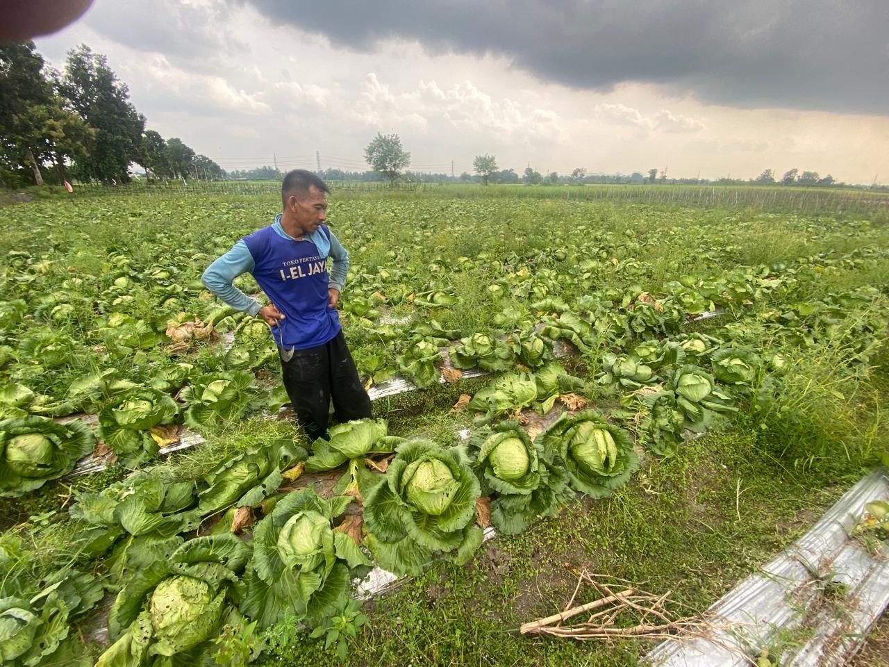 SUBUR: Tanaman kubis di Desa Kunir, Kecamatan Wonodadi.