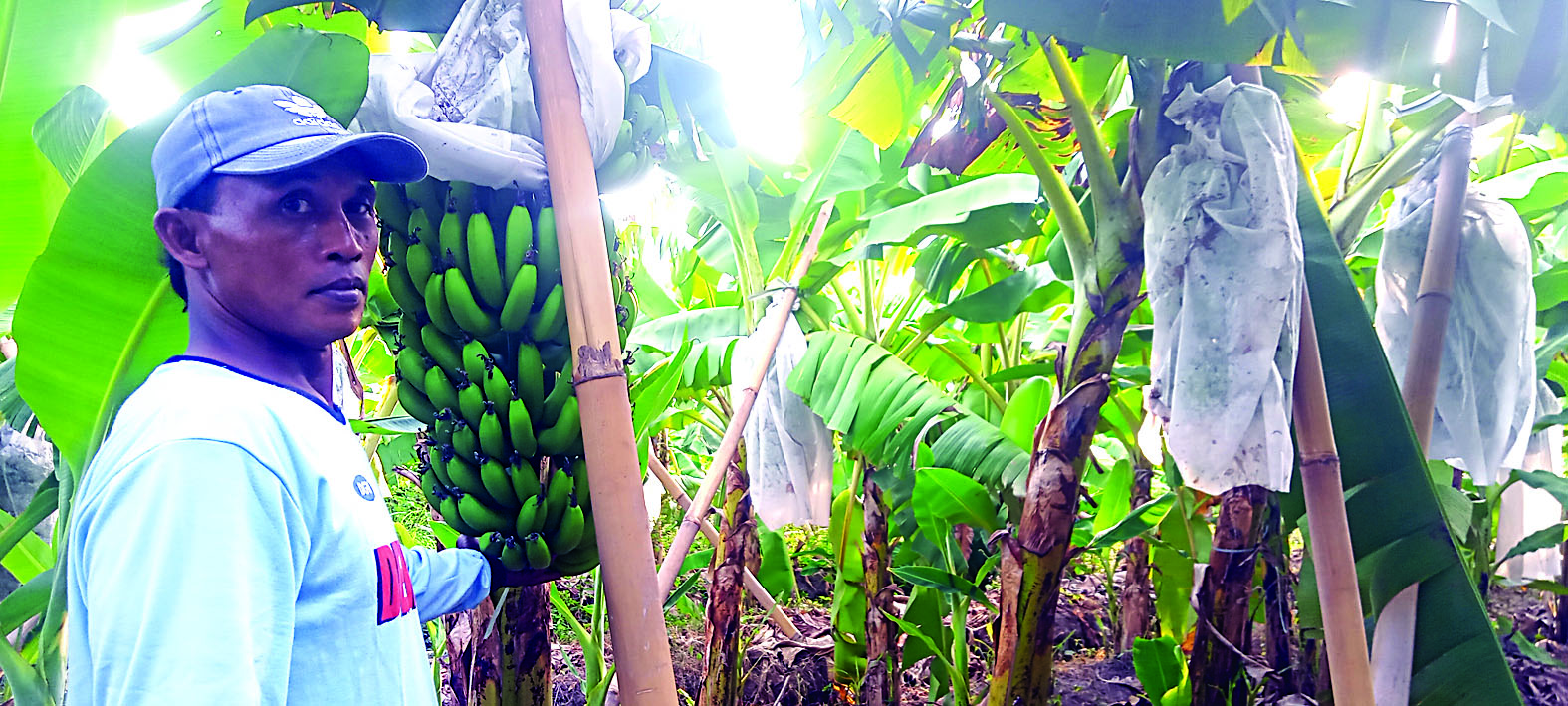 POTENSI: Pisang Cavendish memiliki permintaan pasar yang tinggi.