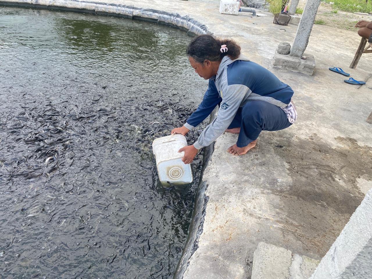 PELUANG: Kolam ikan lele di Kelurahan Togogan, Kecamatan Srenga, Kabupaten Blitar.