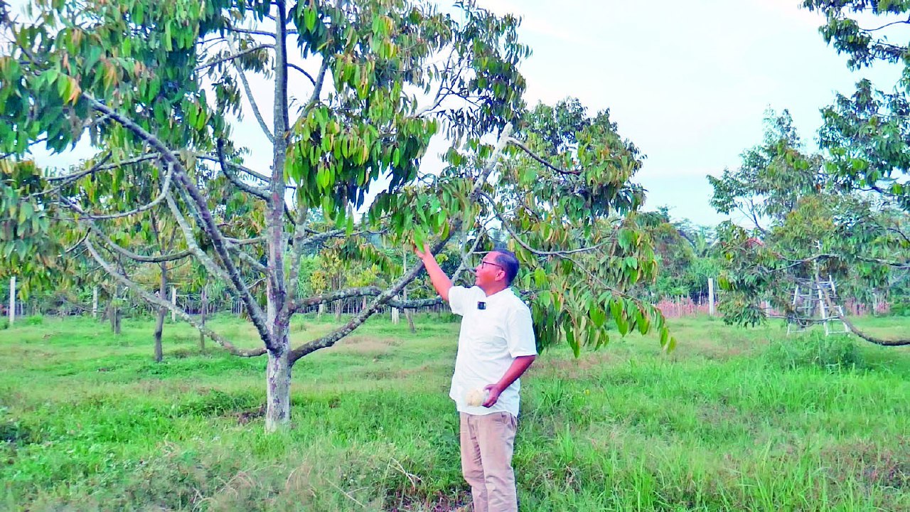 SUBUR: Hamparan tanaman durian tumbuh subur dilahan sekitar 1,5 ha di Perkebunan Republik Durian, Srengat, Kabupaten Blitar,