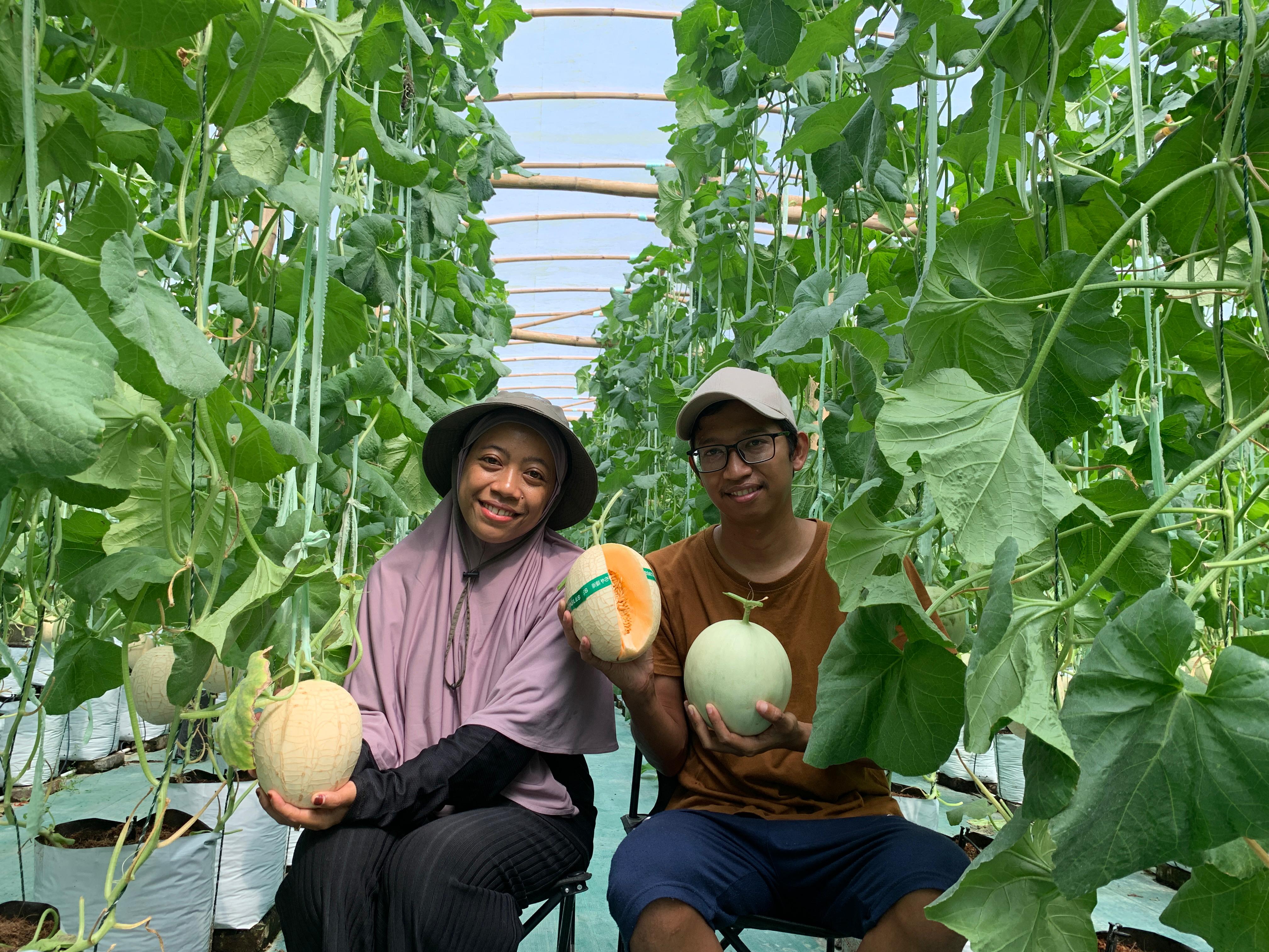 KOMPAK: Adcha Ahmad Mubarok dan istrinya, Dwi Irawati, menunjukkan melon premium hasil budi daya secara hidroponik di greenhouse miliknya.
