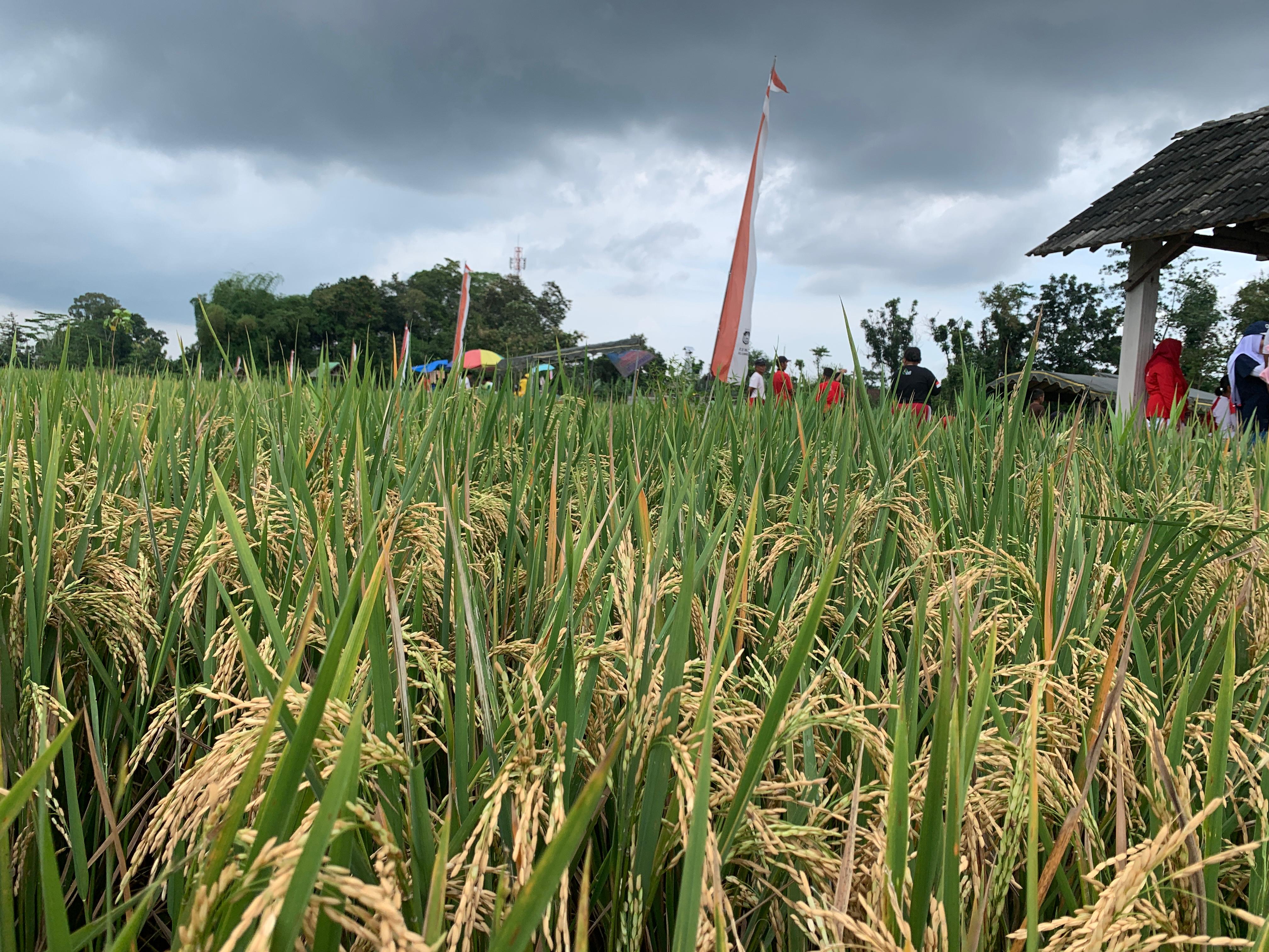 SWASEMBADA PANGAN: Hamparan sawah yang ditanami padi sehat di Kelurahan Klampok, Kecamatan Sananwetan siap panen raya, Minggu (20/4/2025).