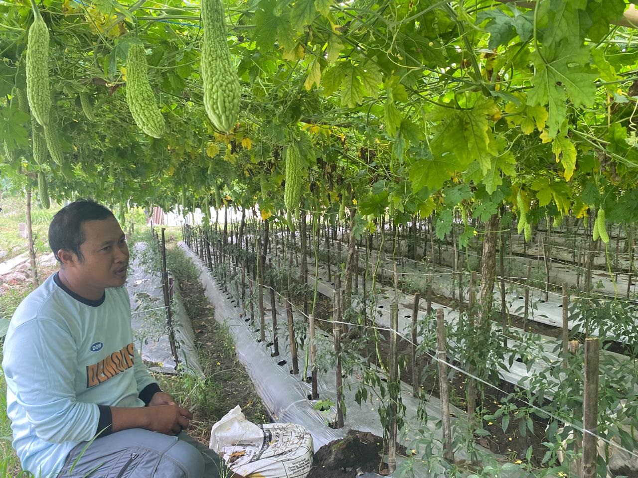 SEGAR: Petani pare di Desa Tingal, Kecamatan Garum, Blitar ketika akan melakukan penen.