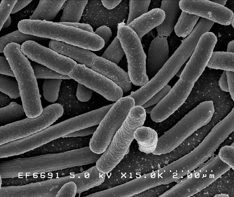 Bentuk Bakteri Coliform