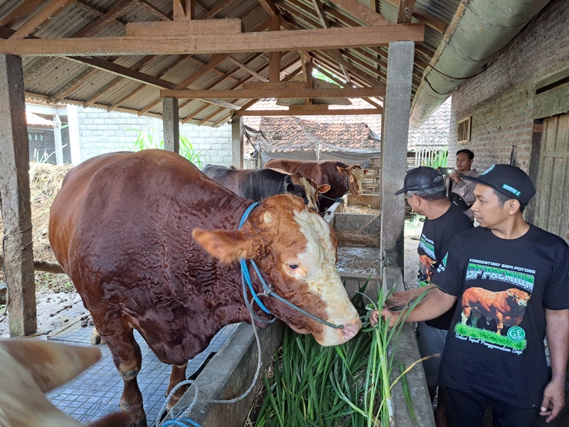 RAKSASA: Sapi bernama Glewo dari Blitar yang dibeli oleh Presiden Prabowo Subianto untuk kebutuhan Hari Raya Kurban 2025.