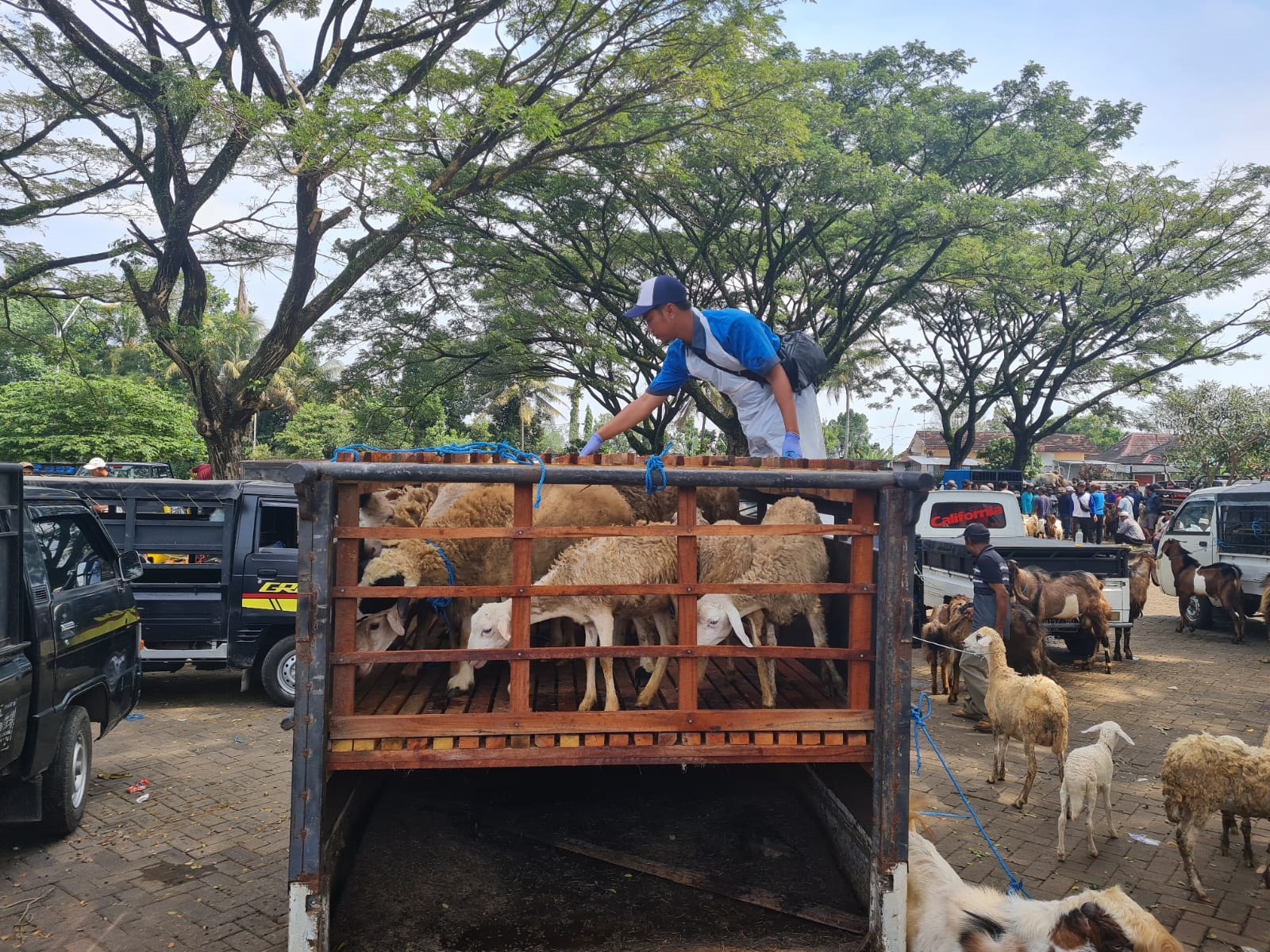 TELITI: Petugas Disnakkan Kabupaten Blitar melakukan pengecekan kesehatan hewan di Pasar Hewan Wlingi pada Selasa (20/5).