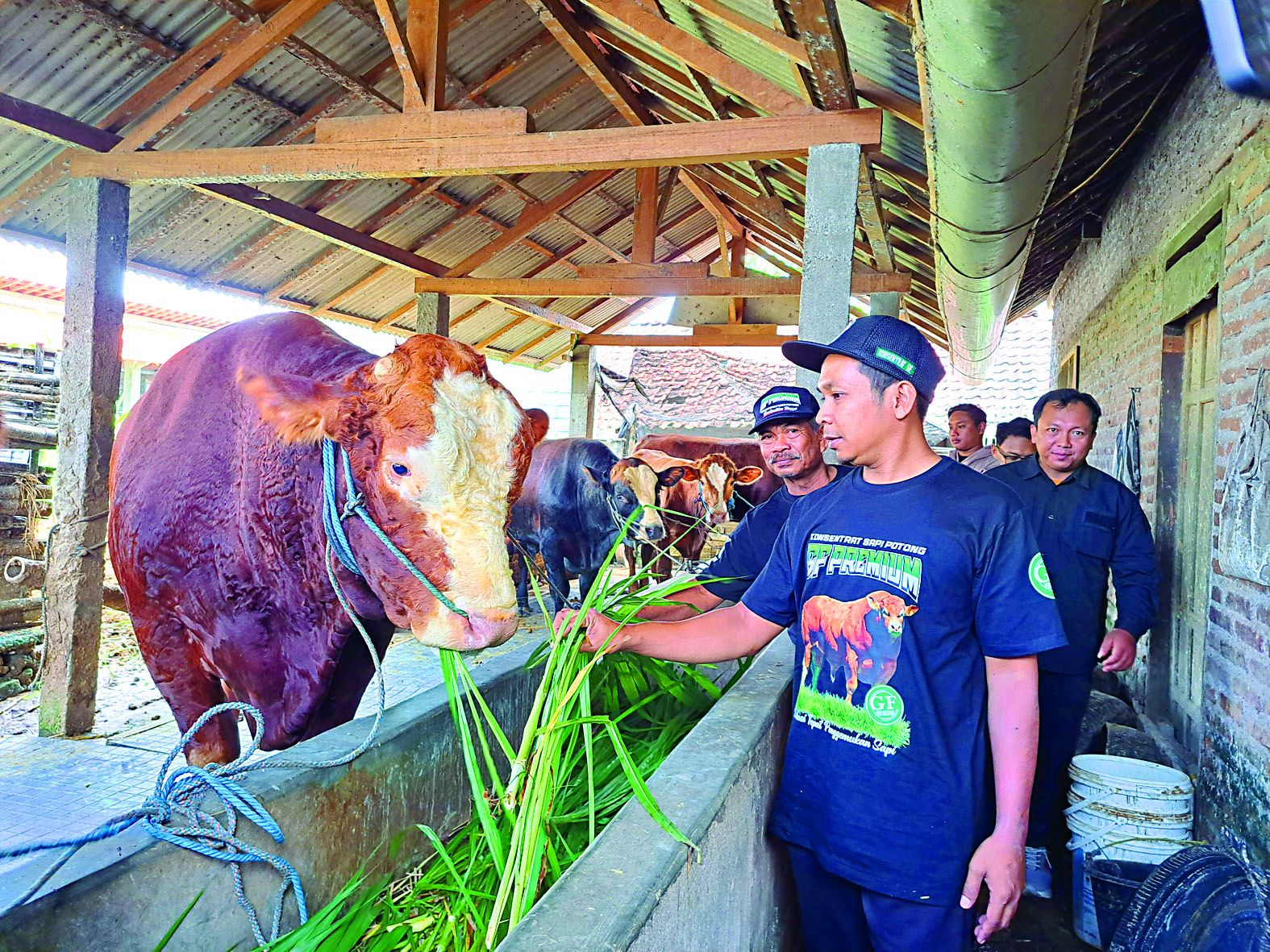 PASTIKAN AMAN: Tim dokter keswan dari DKPP Kota Blitar turun monitoring calon hewan kurban di masyarakat.