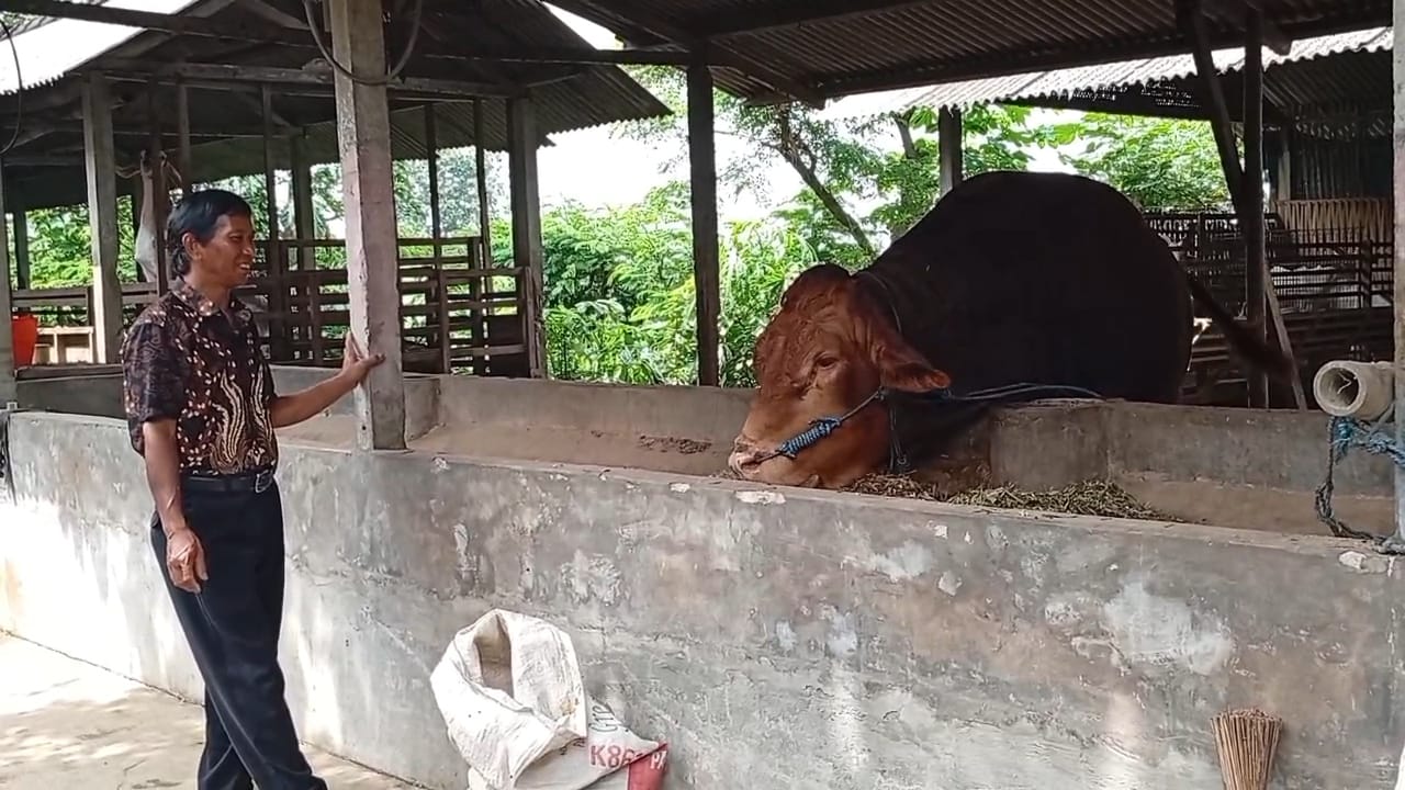 BANGGA: Sapi jenis Limosin milik Mansur yang berhasil terjual dengan harga Rp 125 juta.