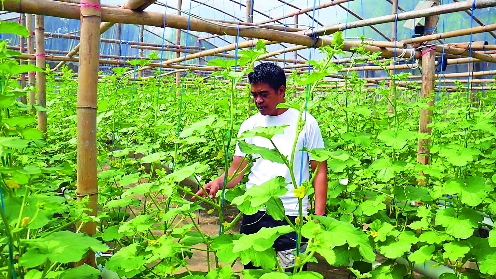 PETANI MODERN: Bayu Setiyo Kuncoro yang kini memilih berkebun dan ajak anak muda dalami pertanian.