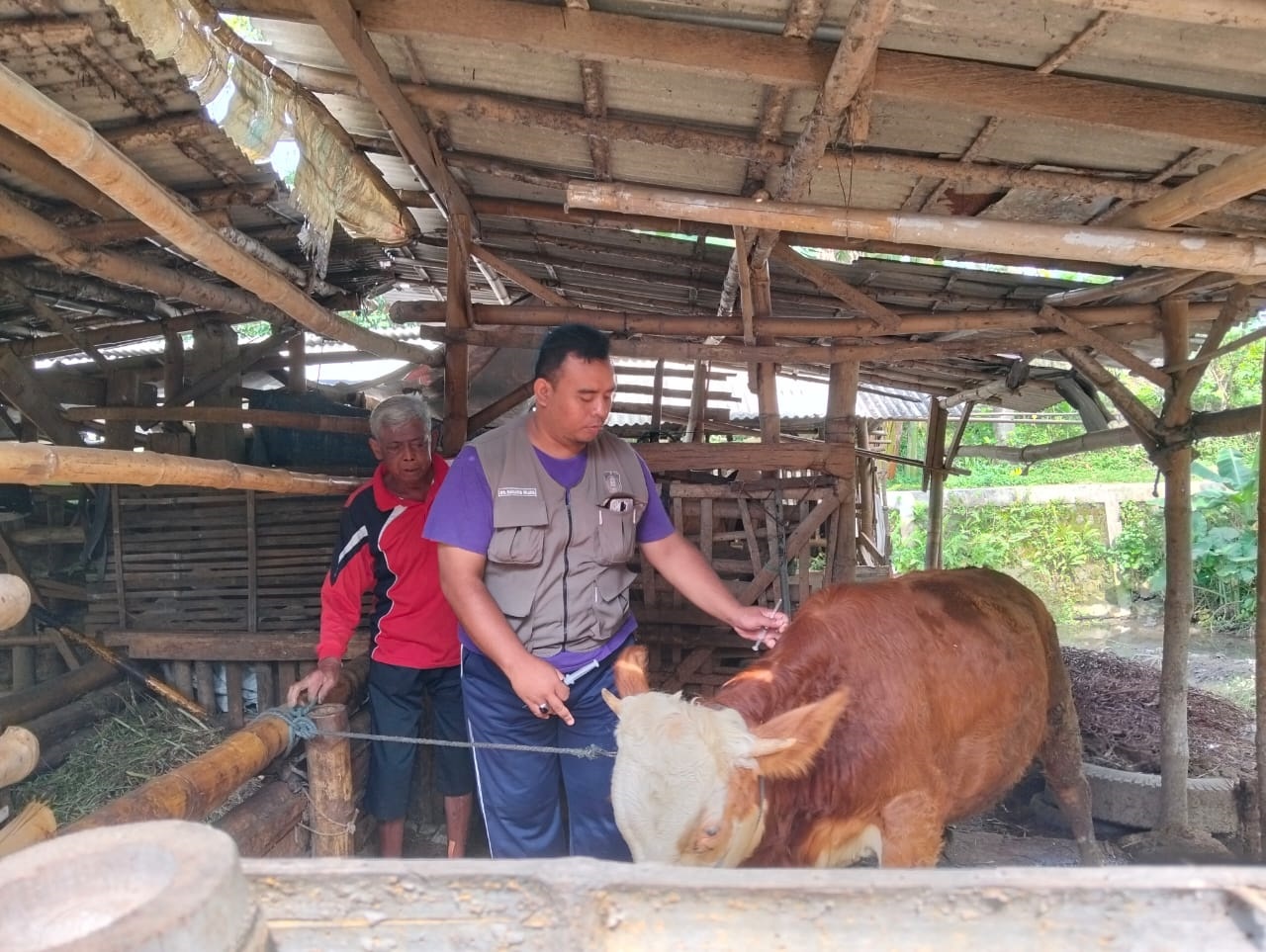 CEGAH PENYAKIT: Petugas kesehatan hewan dari DKPP melakukan vaksinasi terhadap sapi milik warga beberapa waktu lalu.