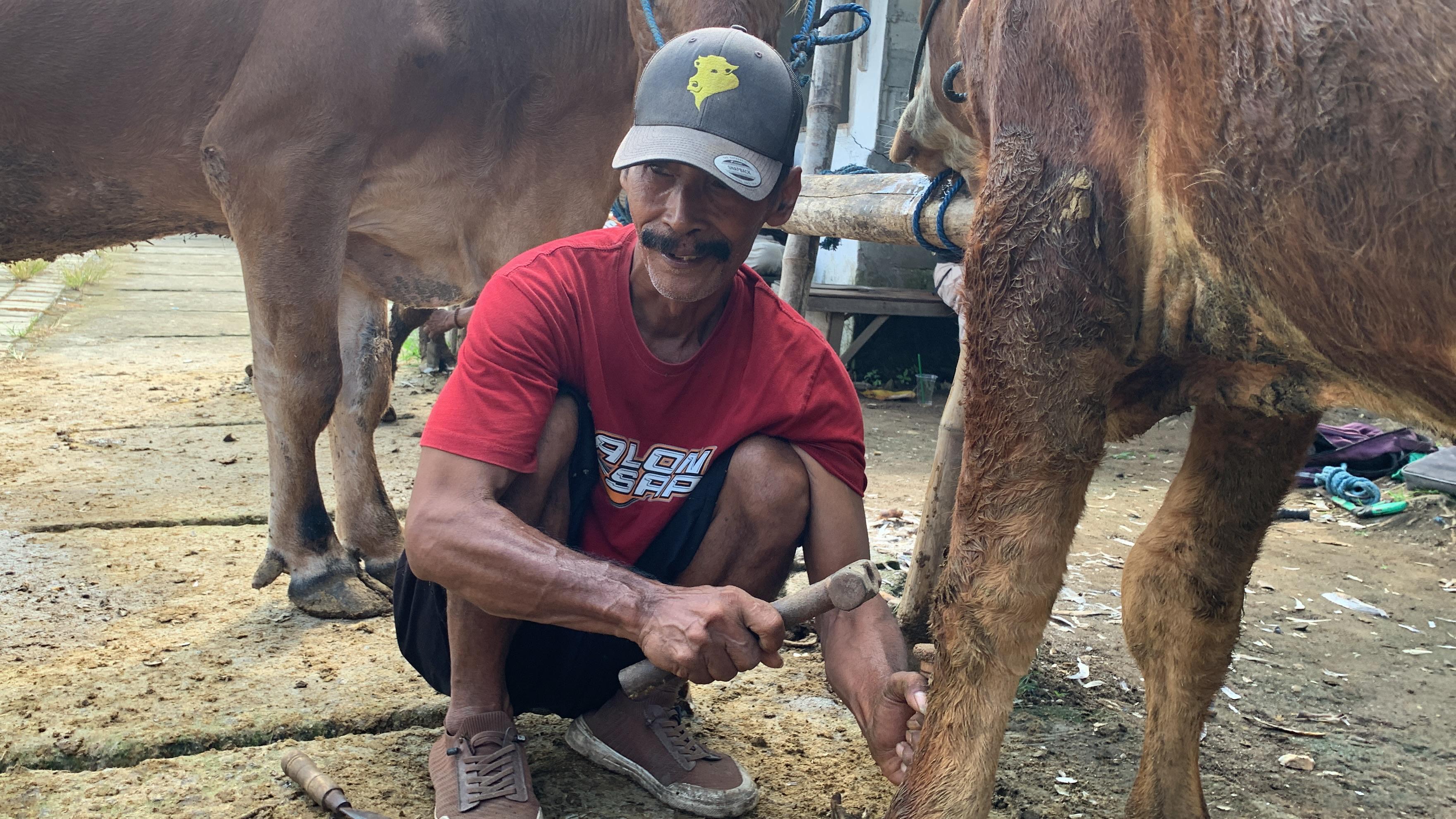 HATI-HATI: Nur Rohman membersihkan dan merapikan kuku sapi agar menarik calon pembeli hewan kurban di Pasar Dimoro, Selasa (3/6/2025) lalu.