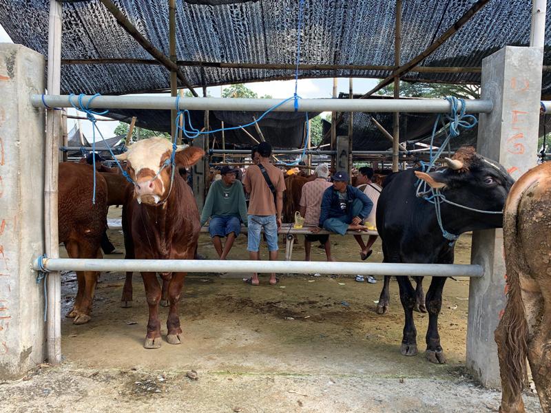 AWASI KETAT: Sejumlah sapi yang dijual di Pasar Hewan Dimoro Kota Blitar