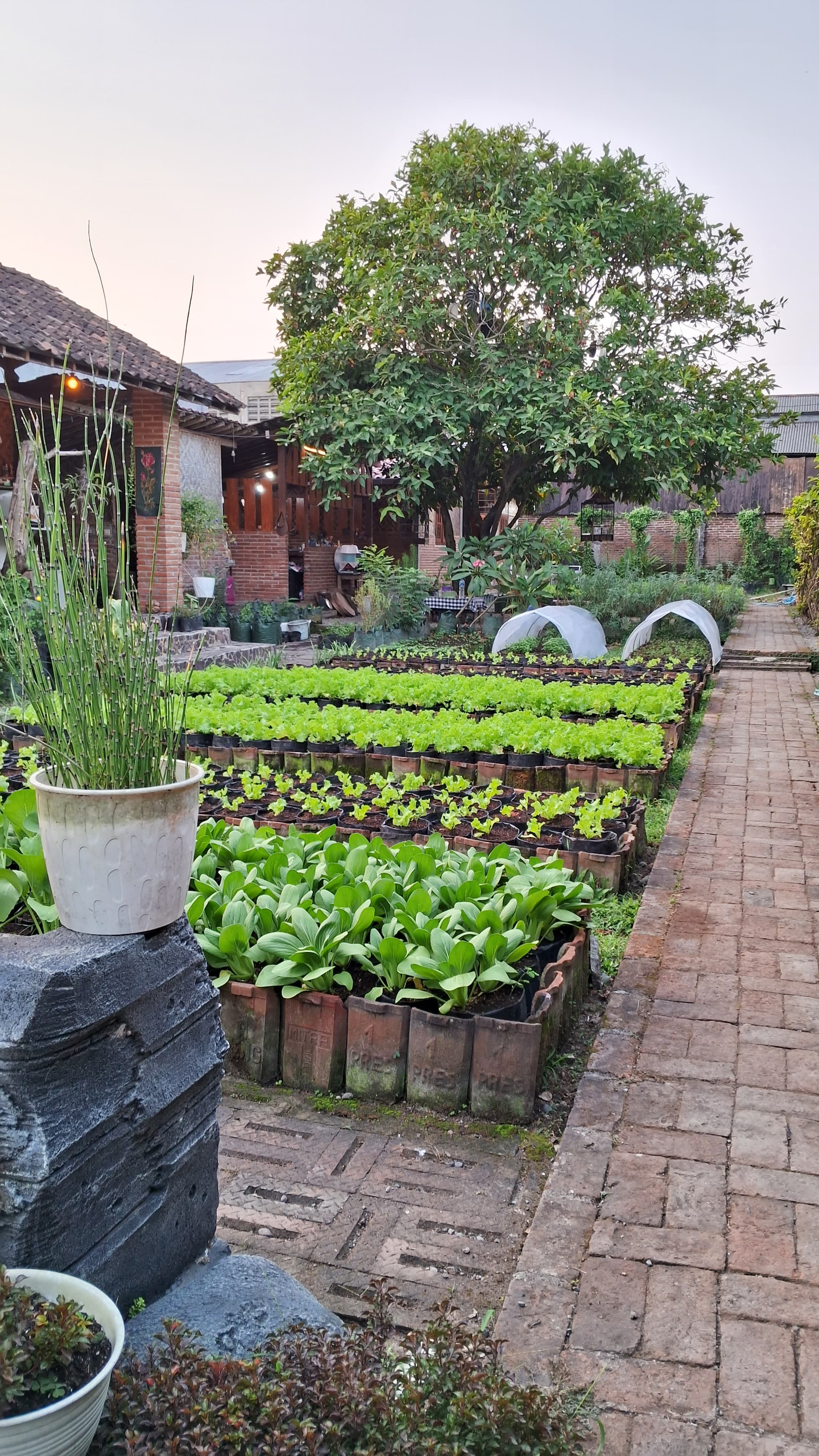 SEGAR: Kebun organik yang menjadi daya tarik di kafe honocoroko, Srengat.