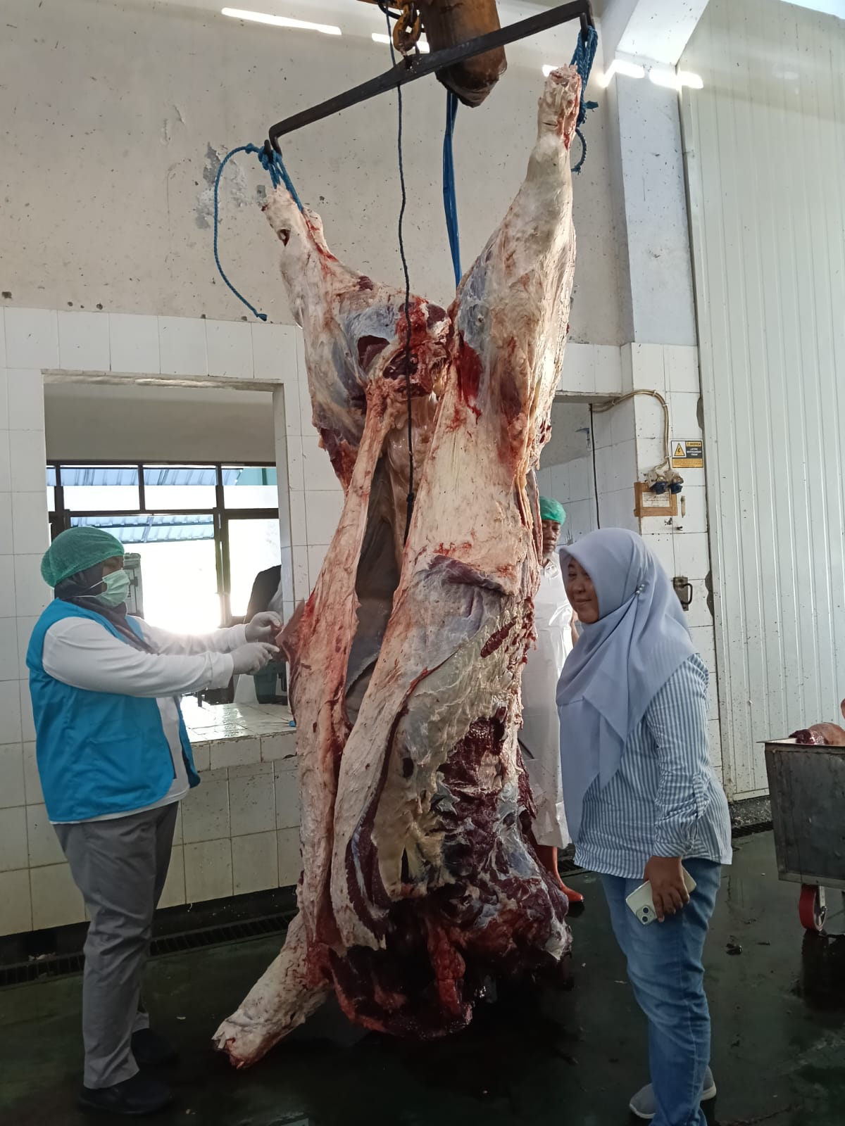 CEK KEAMANAN: Petugas kesehatan hewan DKPP Kota Blitar mengecek daging sapi yang disembelih di RPH Dimoro Kota Blitar, Sabtu (7/6/2025).