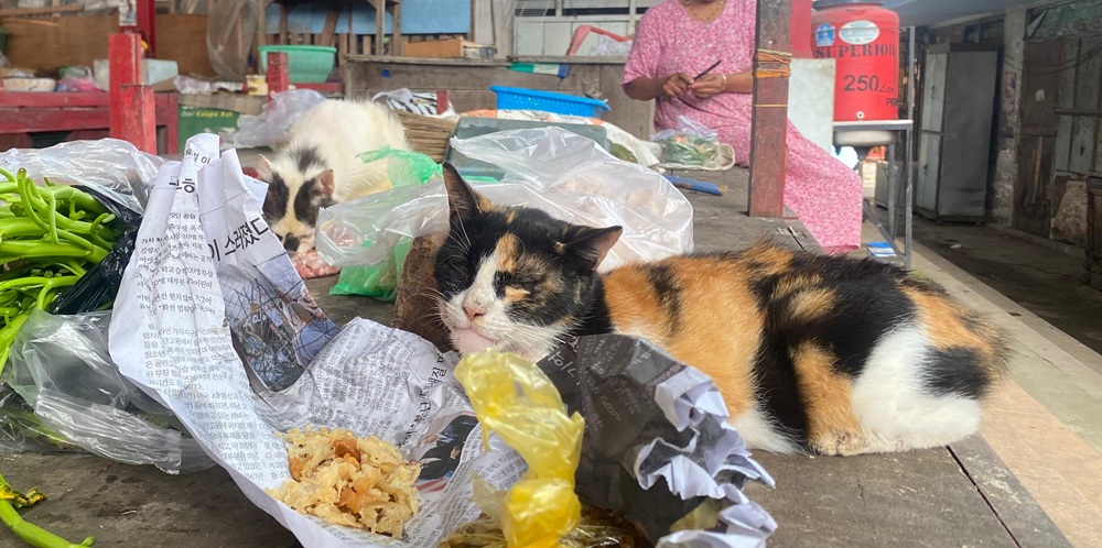 MERESAHKAN: Terlihat kucing-kucing berada di antara pedagang Pasar Srengat yang mengganggu aktivitas pedagang dan masyarakat setempat.