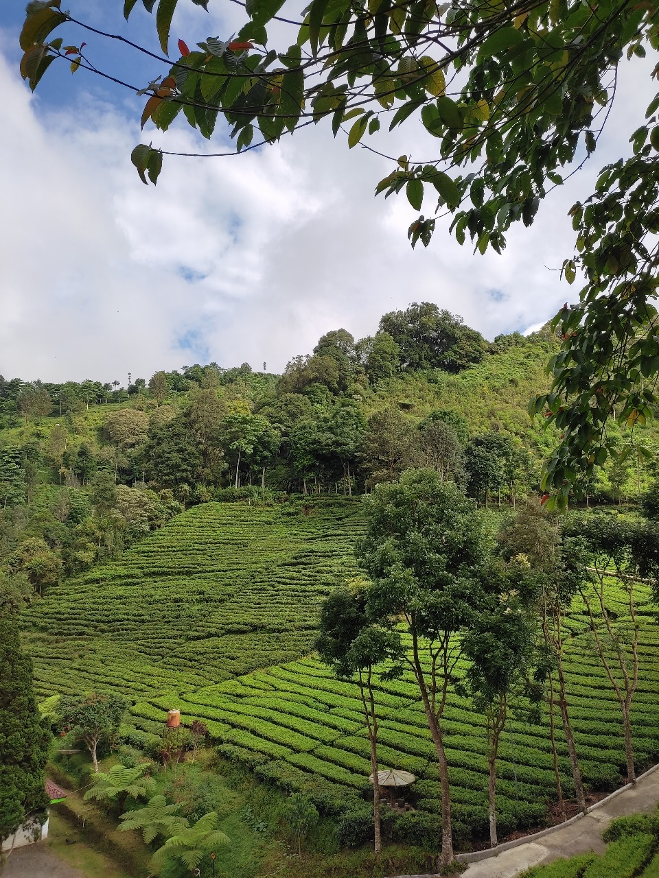 ALAMI: Pemandangan perkebunan teh Sirah Kencong di Desa Ngadirenggo, Kecamatan Wlingi, Kabupaten Blitar.