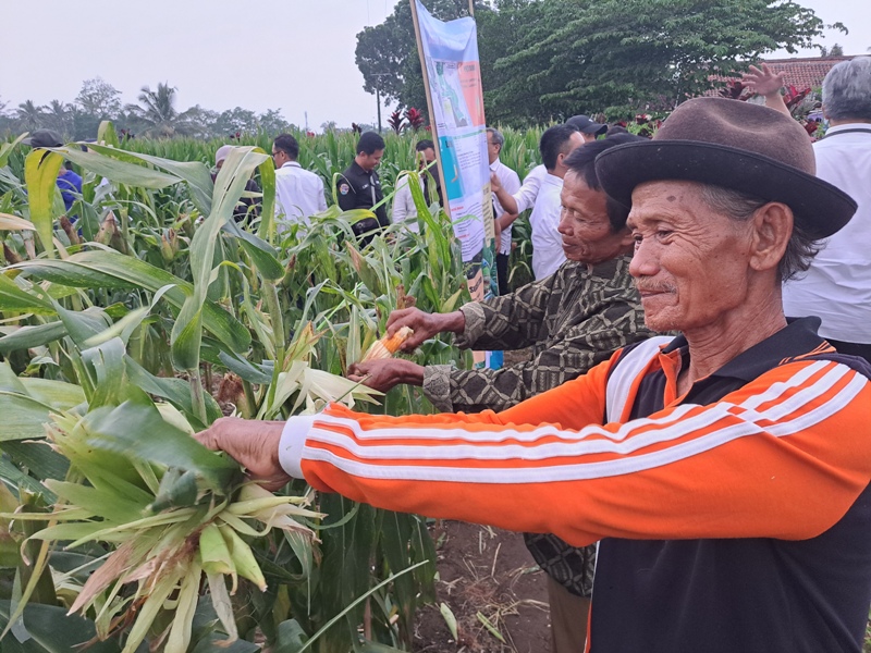 PANEN: Warga Desa Soso, Kecamatan Gandusari, Kabupaten Blitar memanen jagung di lahan eks konflik perkebunan Nyunyur Soso, Rabu (3/7/2025).