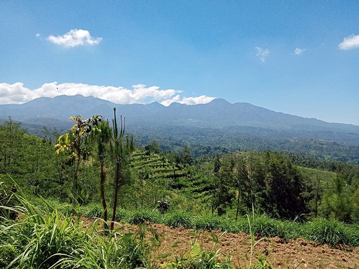 GUNUNG WILIS (salsawisata.com)