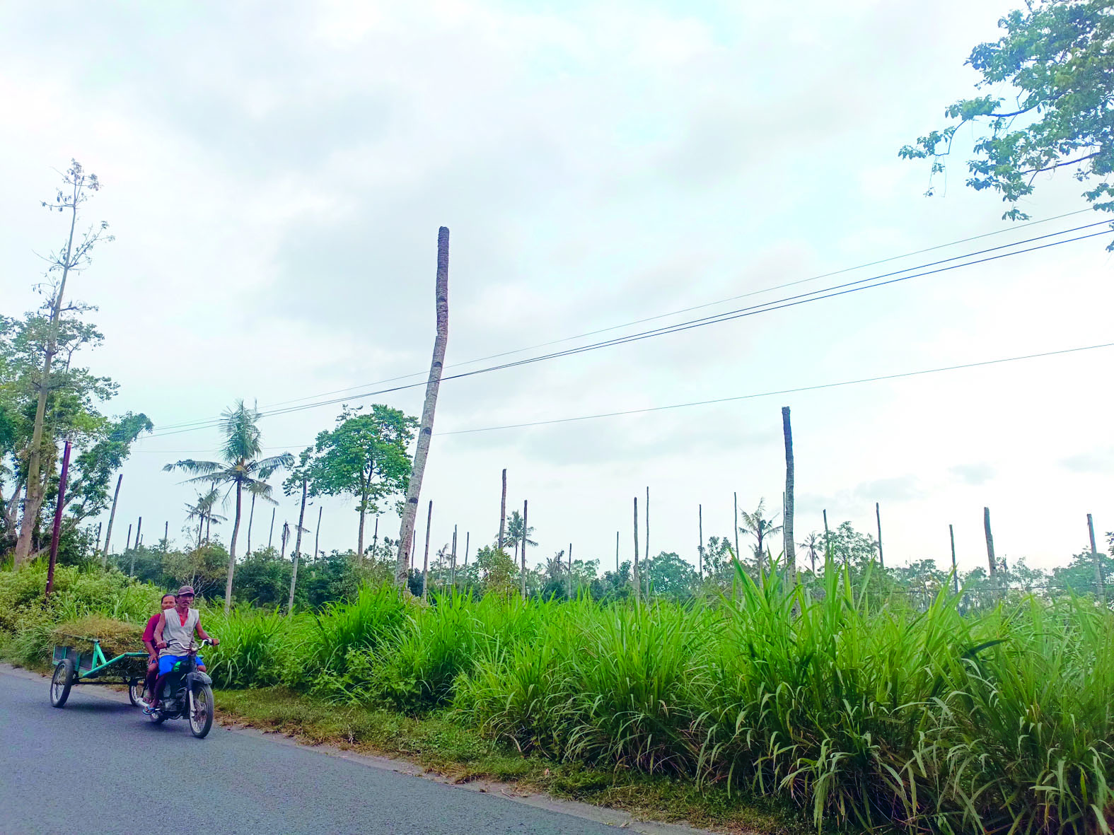MATI: Kondisi pohon kelapa yang mati usai mengalami serangan hama kwangwung di Desa Karangbendo, Kecamatan Ponggok, pada Kamis (3/7).