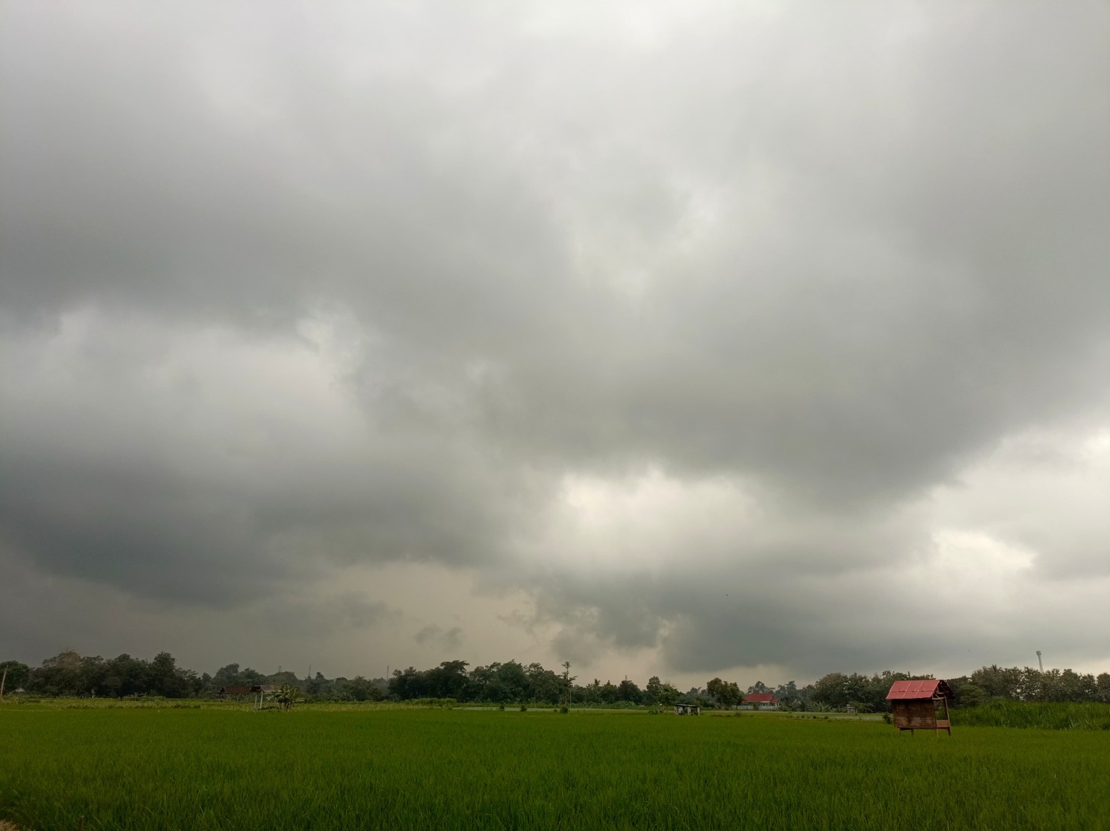 BELUM MENENTU: Kondisi area persawahan di Desa Jiwut, Kecamatan Nglegok, yang mendung menjelang hujan.