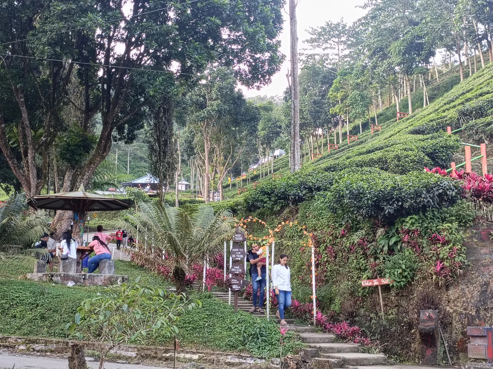 SEJUK: Kawasan perkebunan teh Sirah Kencong terkenal dengan hawa yang sejuk khas pegunungan.
