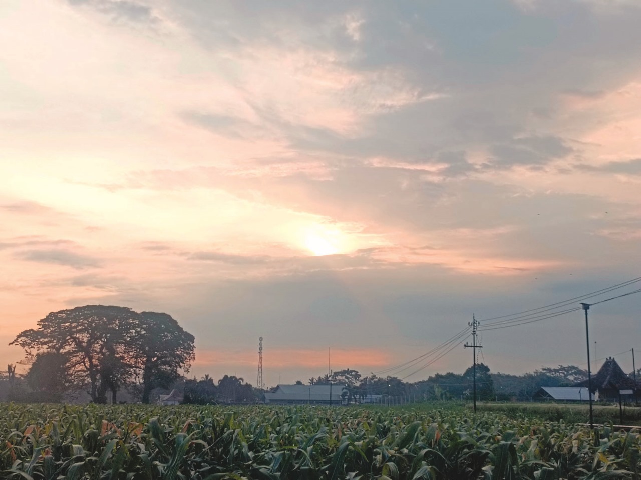 Matahari tertutup mendung di persawahan Kelurahan Bence, Kecamatan Garum, pada Senin (14/7).